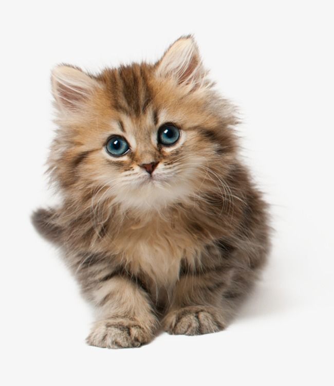 Gato 2